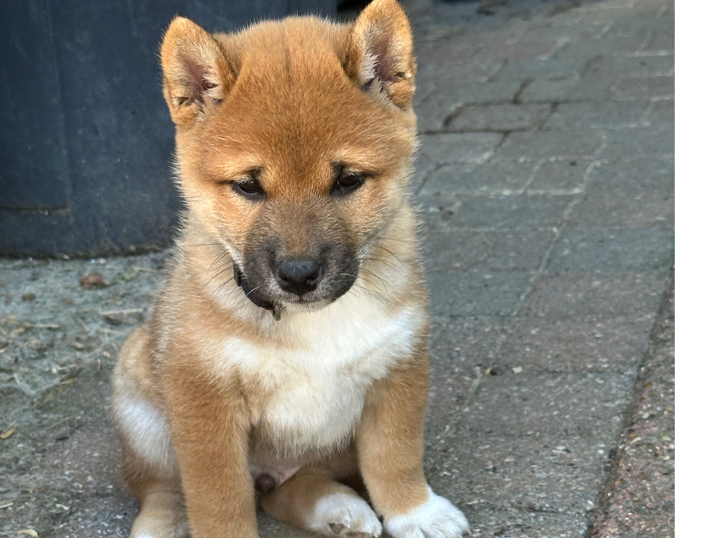 Shiba