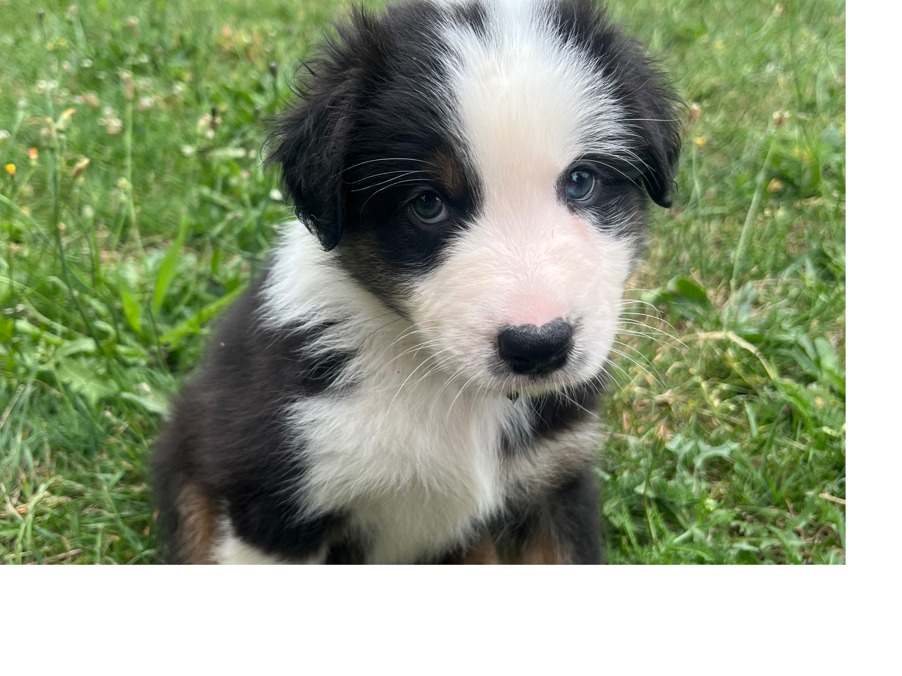 Australian Shepherd