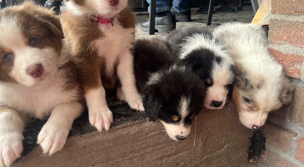 Australian Shepherd