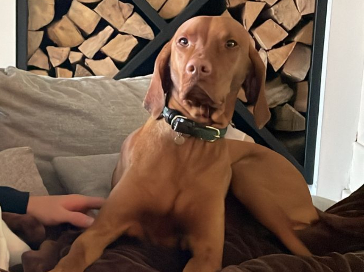 Vizsla