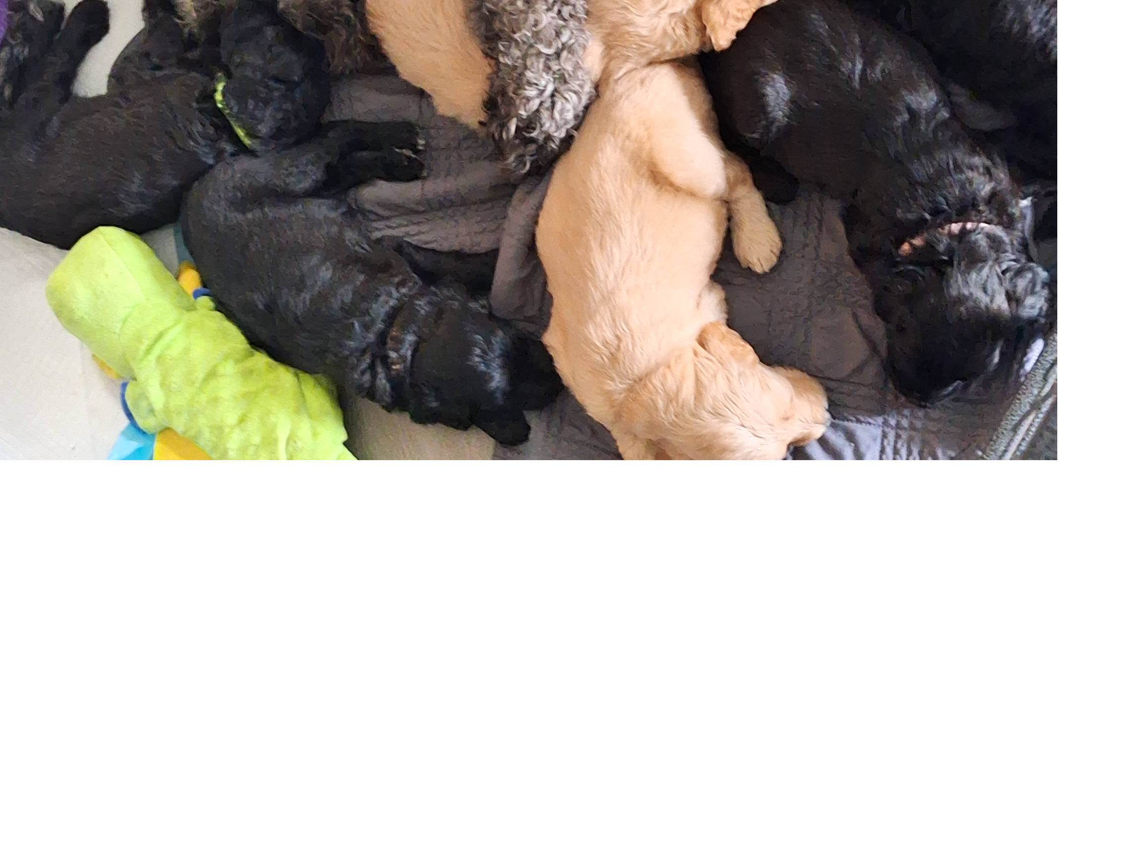 Labradoodle