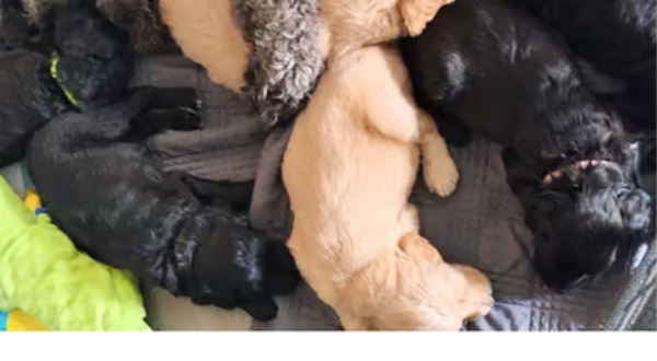 Labradoodle
