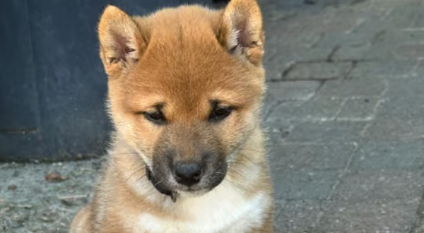 Shiba