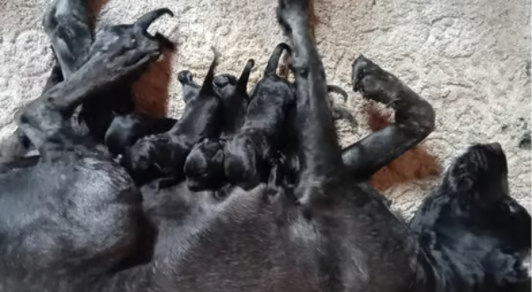 Bouvier des Flandres