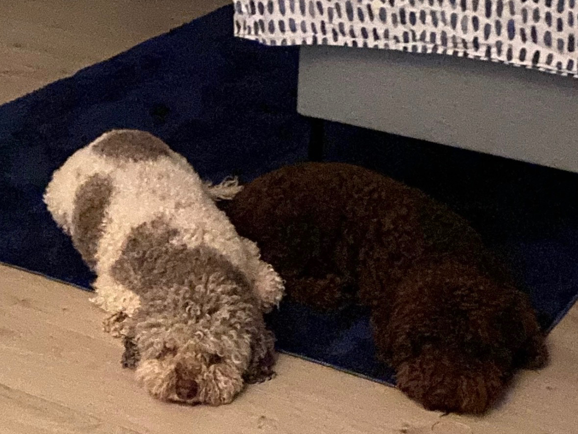 Lagotto Romagnolo