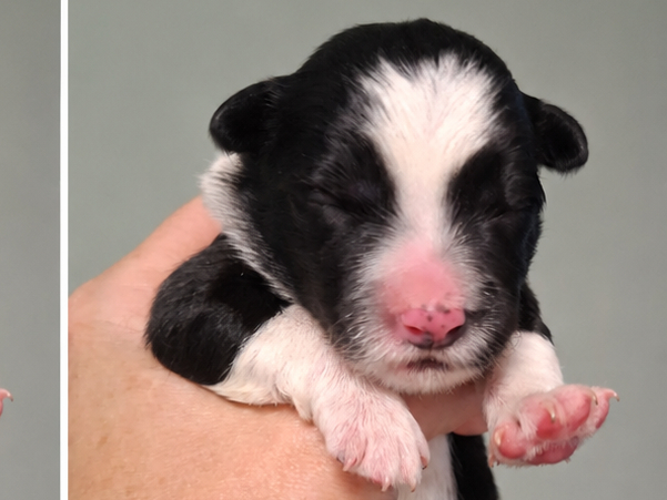 Border Collie