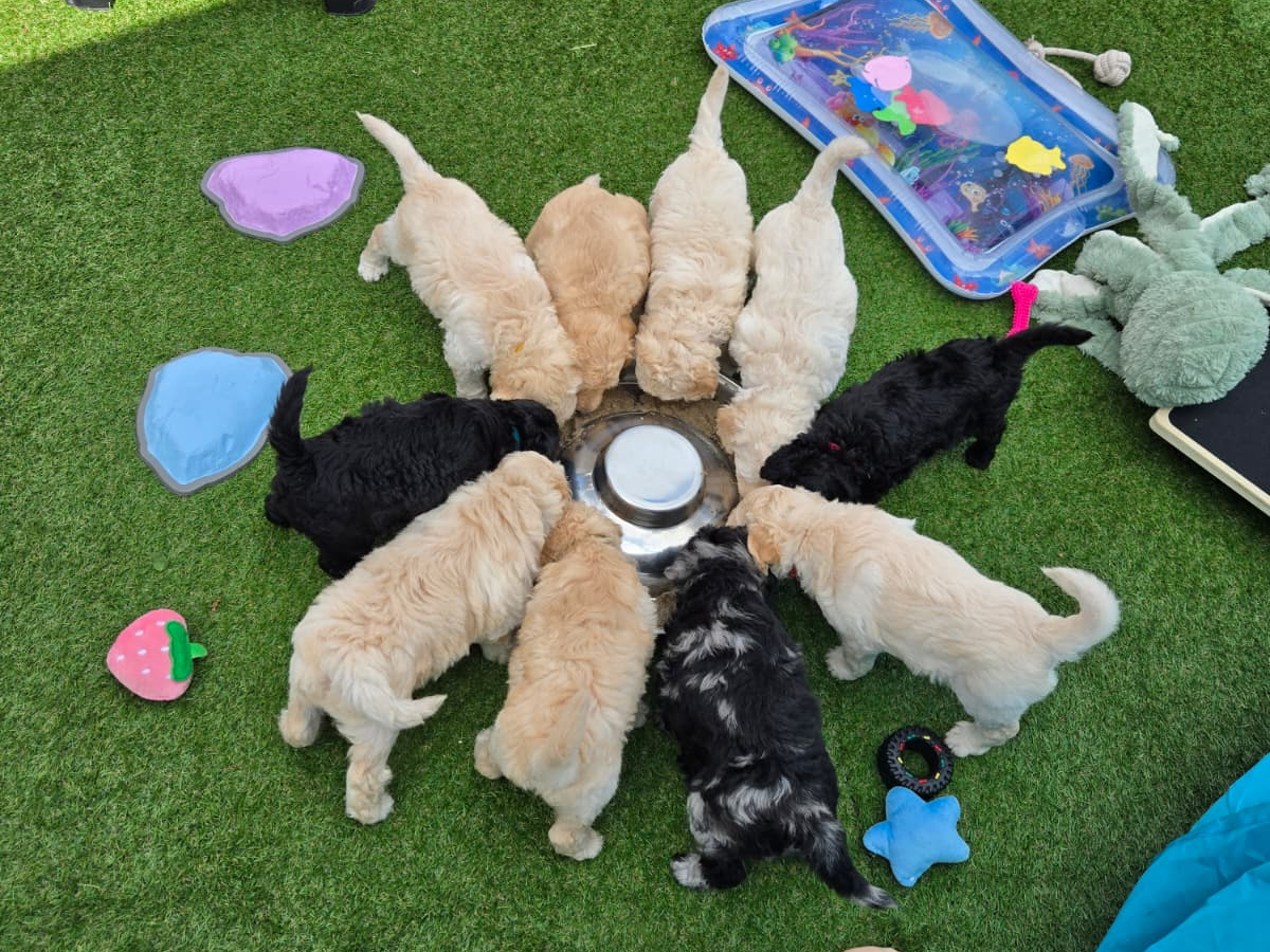 Labradoodle