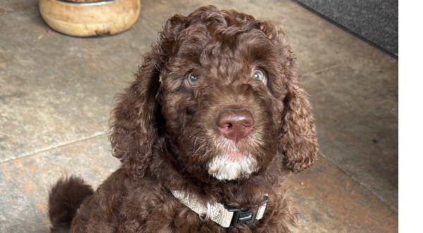 Aussiedoodle