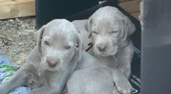 Weimaraner