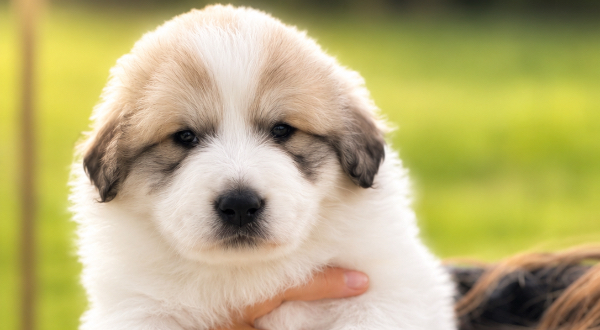 Pyreneese Berghond