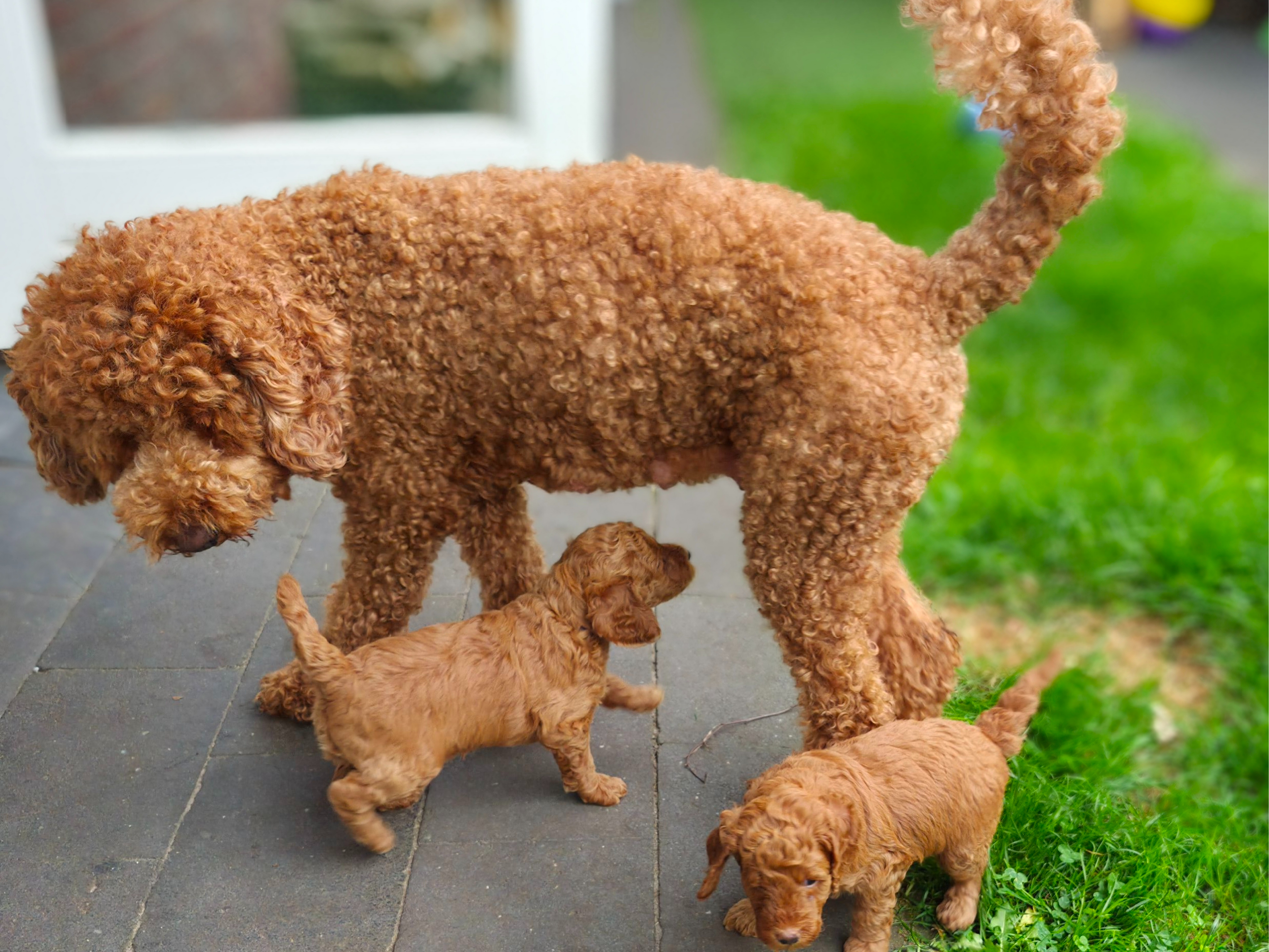 Labradoodle