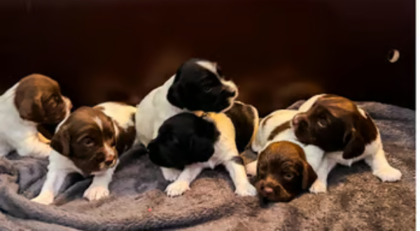 Engelse Springer Spaniel
