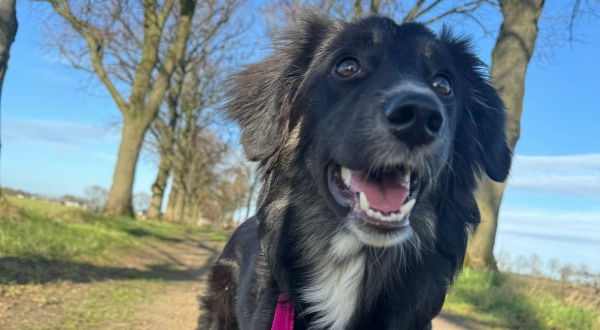 Australian Shepherd