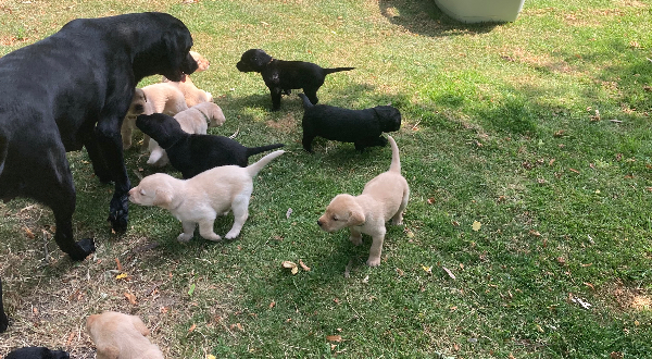 Labrador Retriever