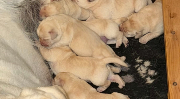 Labrador Retriever