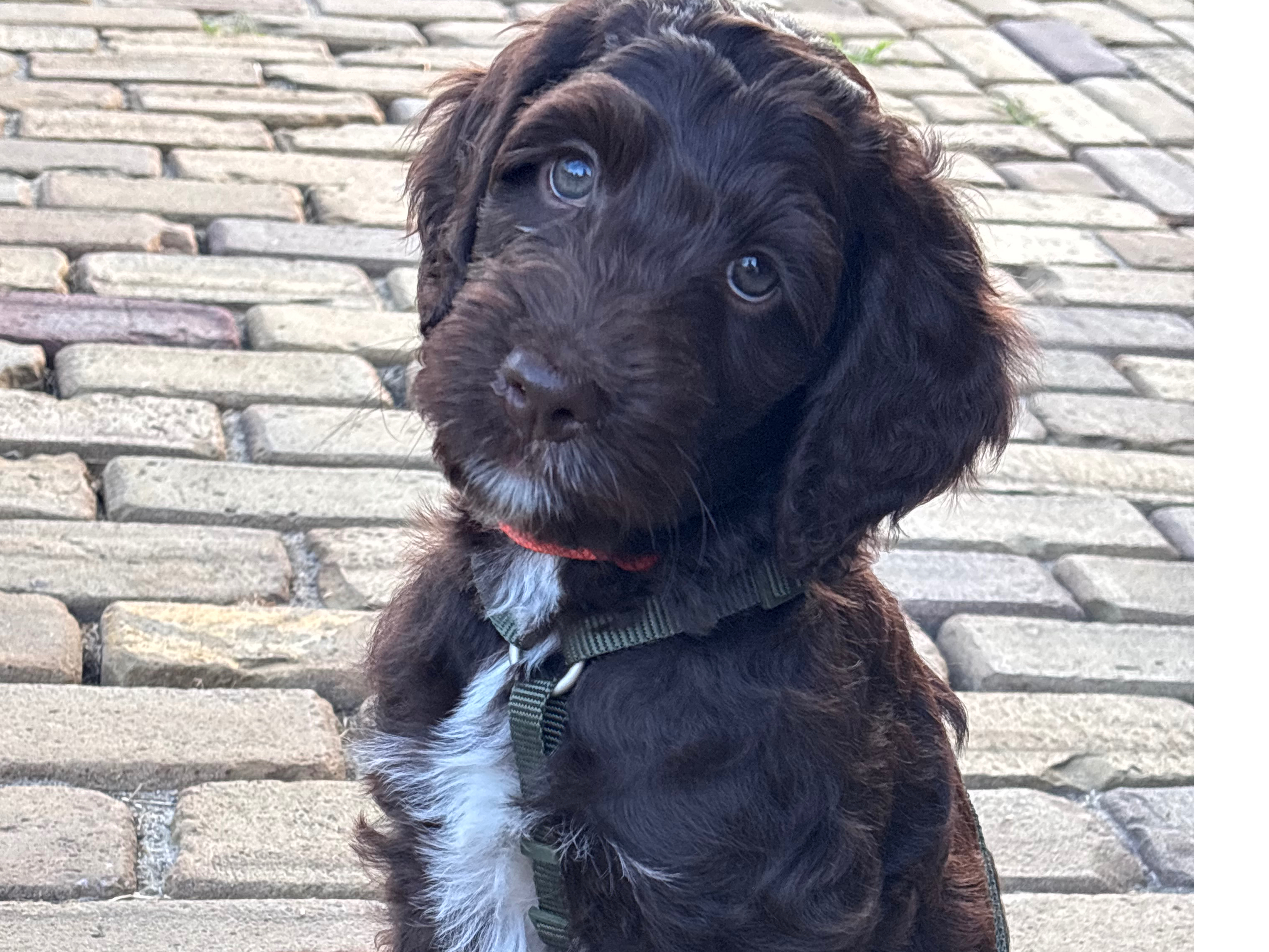 Australian Labradoodle