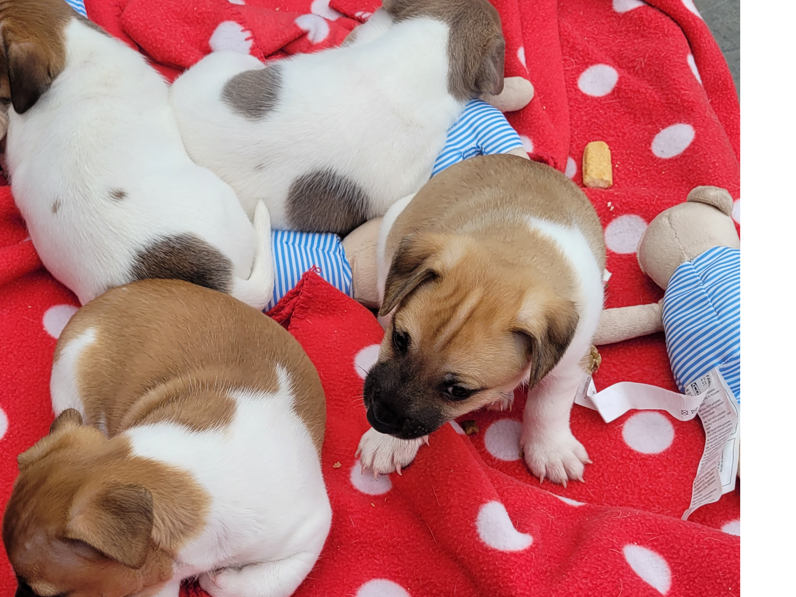 Jack Russell Terriër