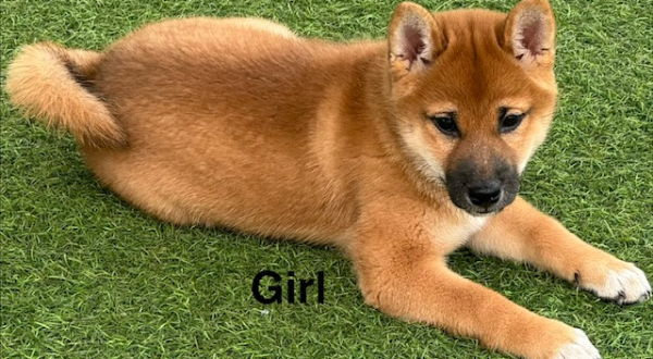 Shiba