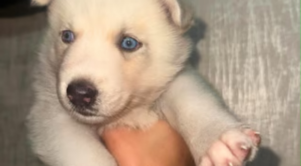 Pomsky