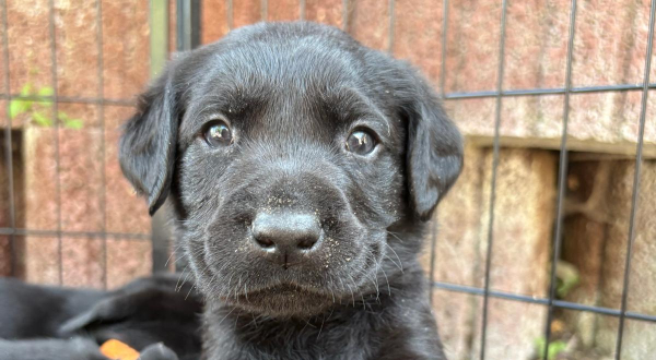 Labrador Retriever