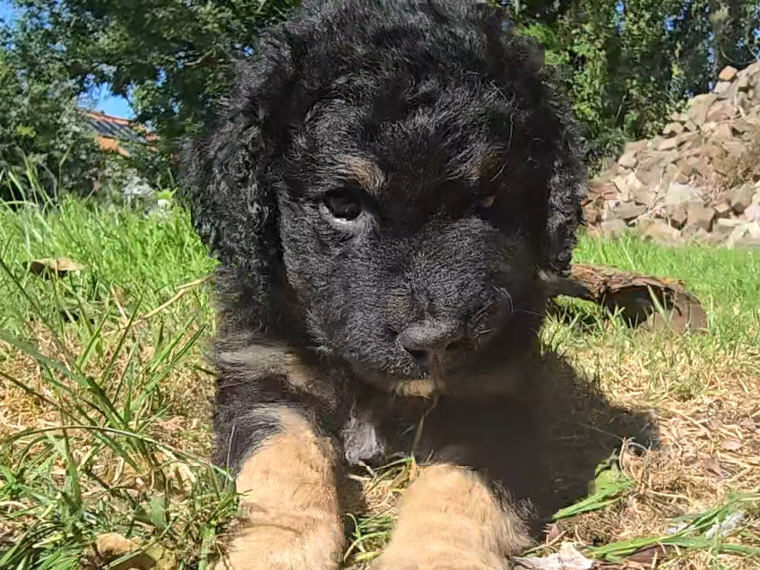 Aussiedoodle