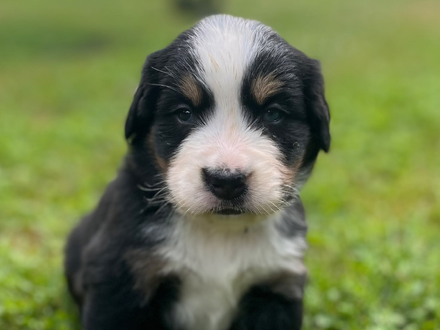 Berner Sennenhond