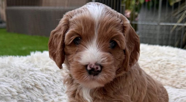 Australian Labradoodle