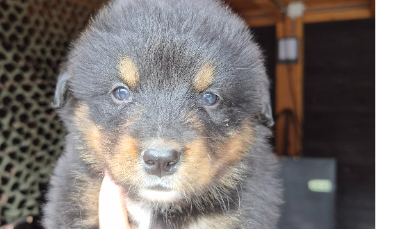 Siberian Husky