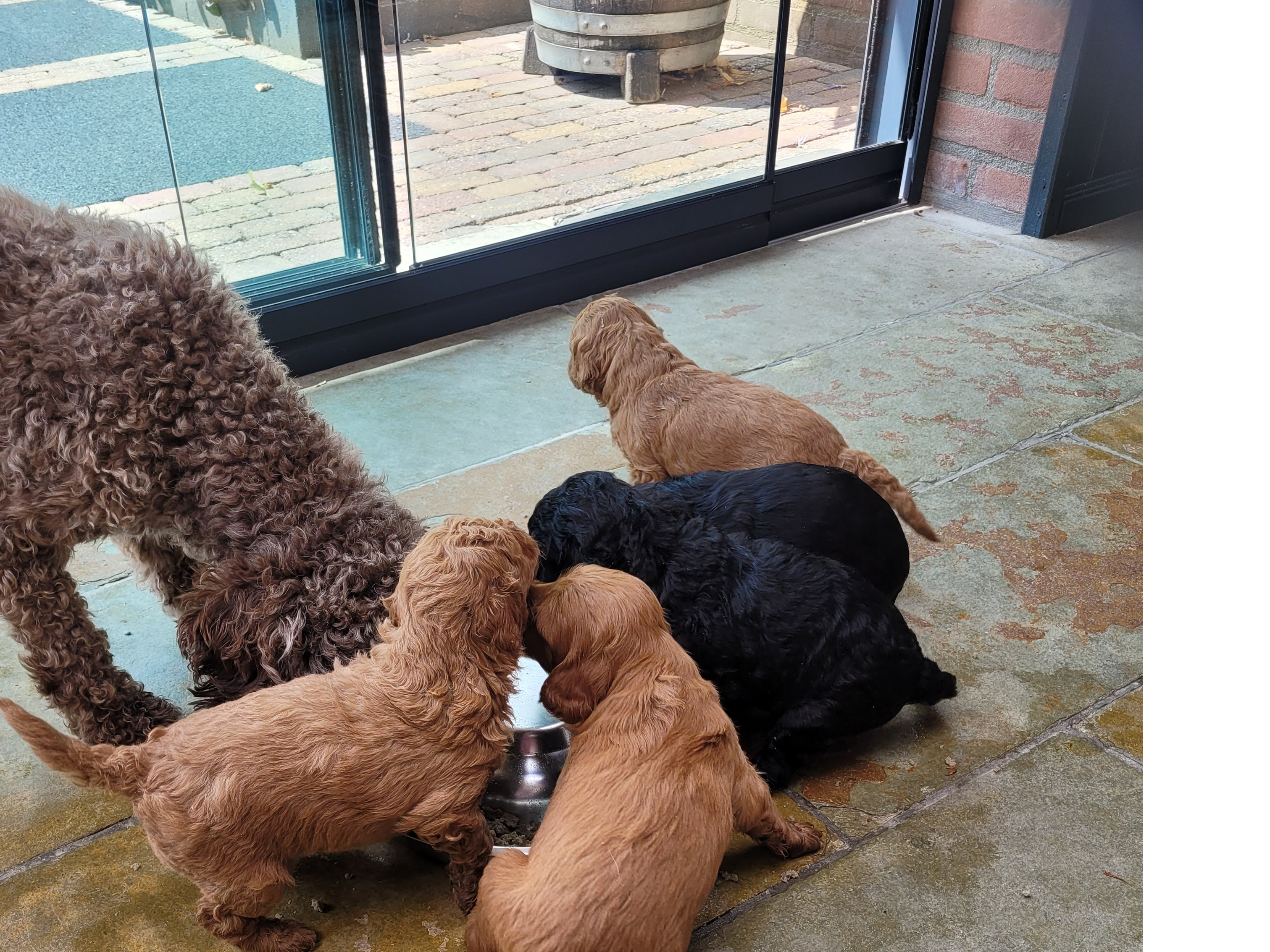 Labradoodle