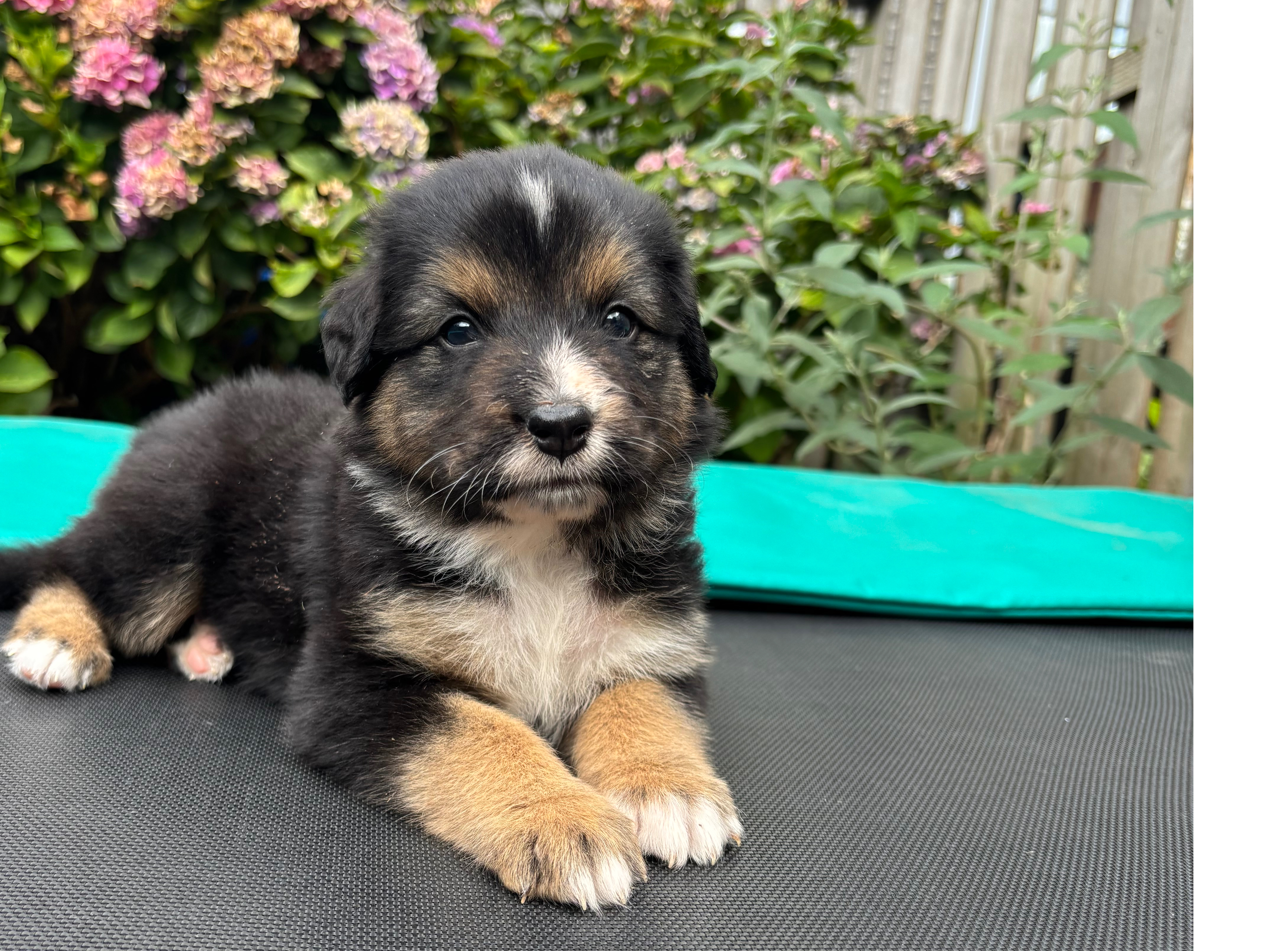 Australian Shepherd