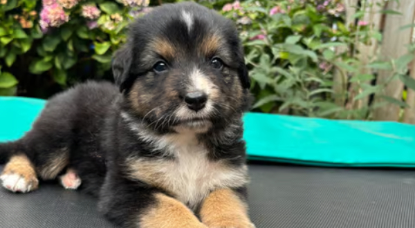Australian Shepherd