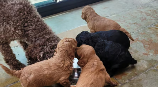 Labradoodle