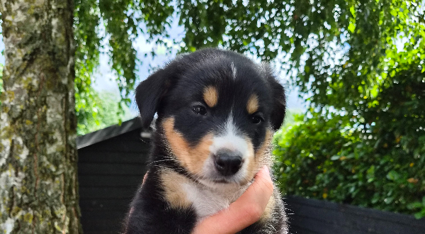 Berner Sennenhond