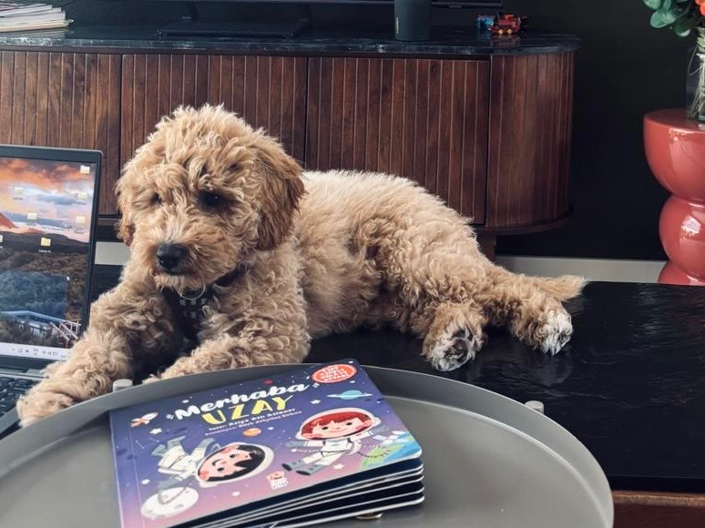 Goldendoodle