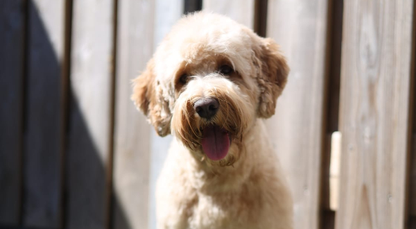 Australian Labradoodle