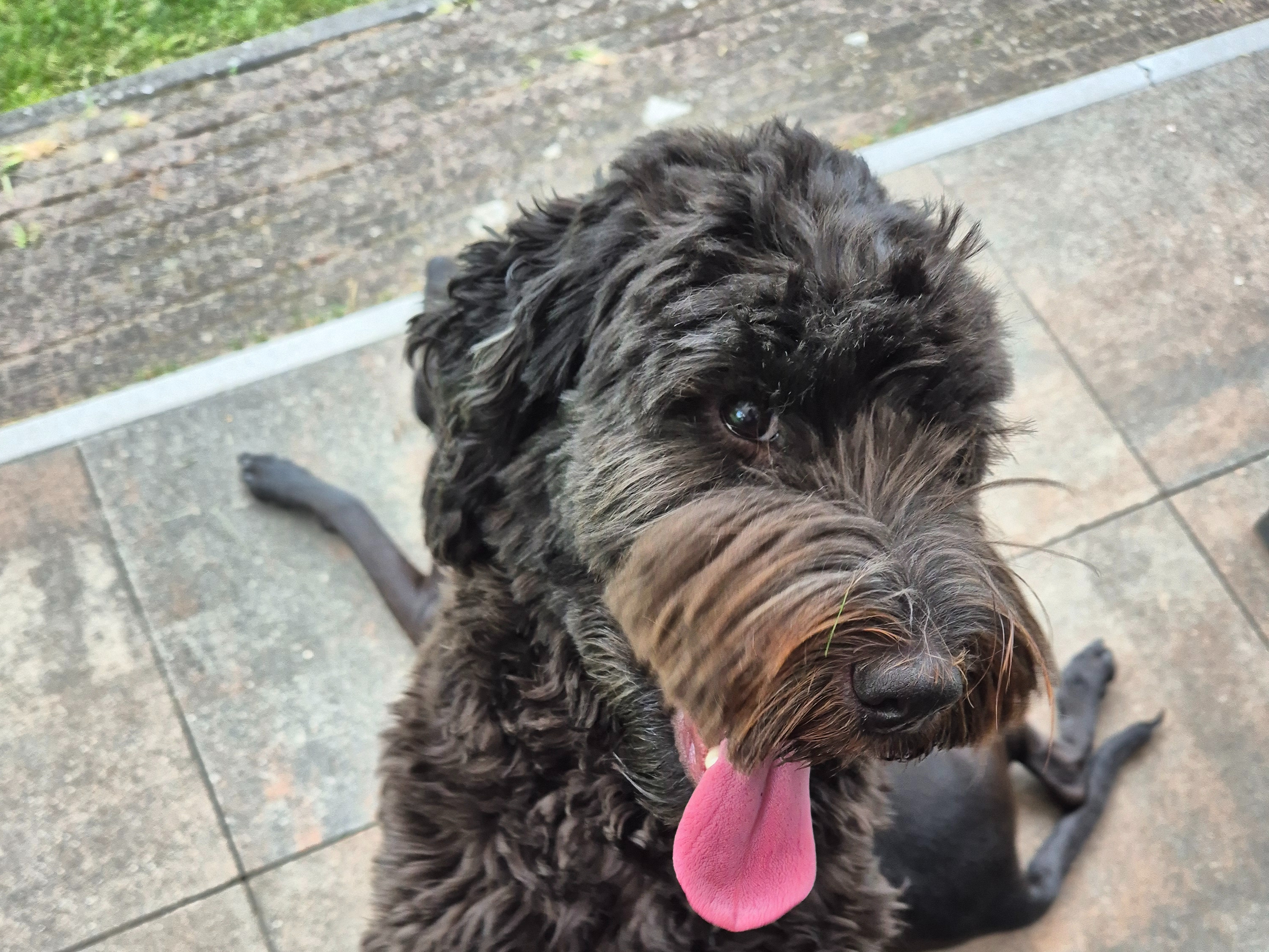 Australian Labradoodle