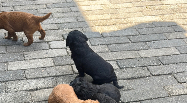 Labradoodle