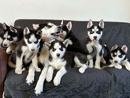 Siberian Husky