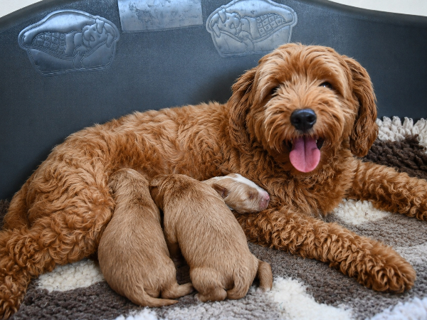 Australian Labradoodle