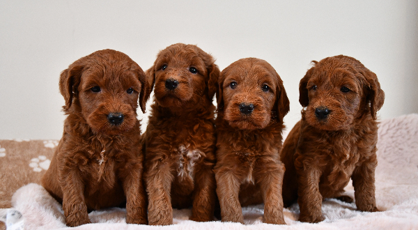 Australian Labradoodle