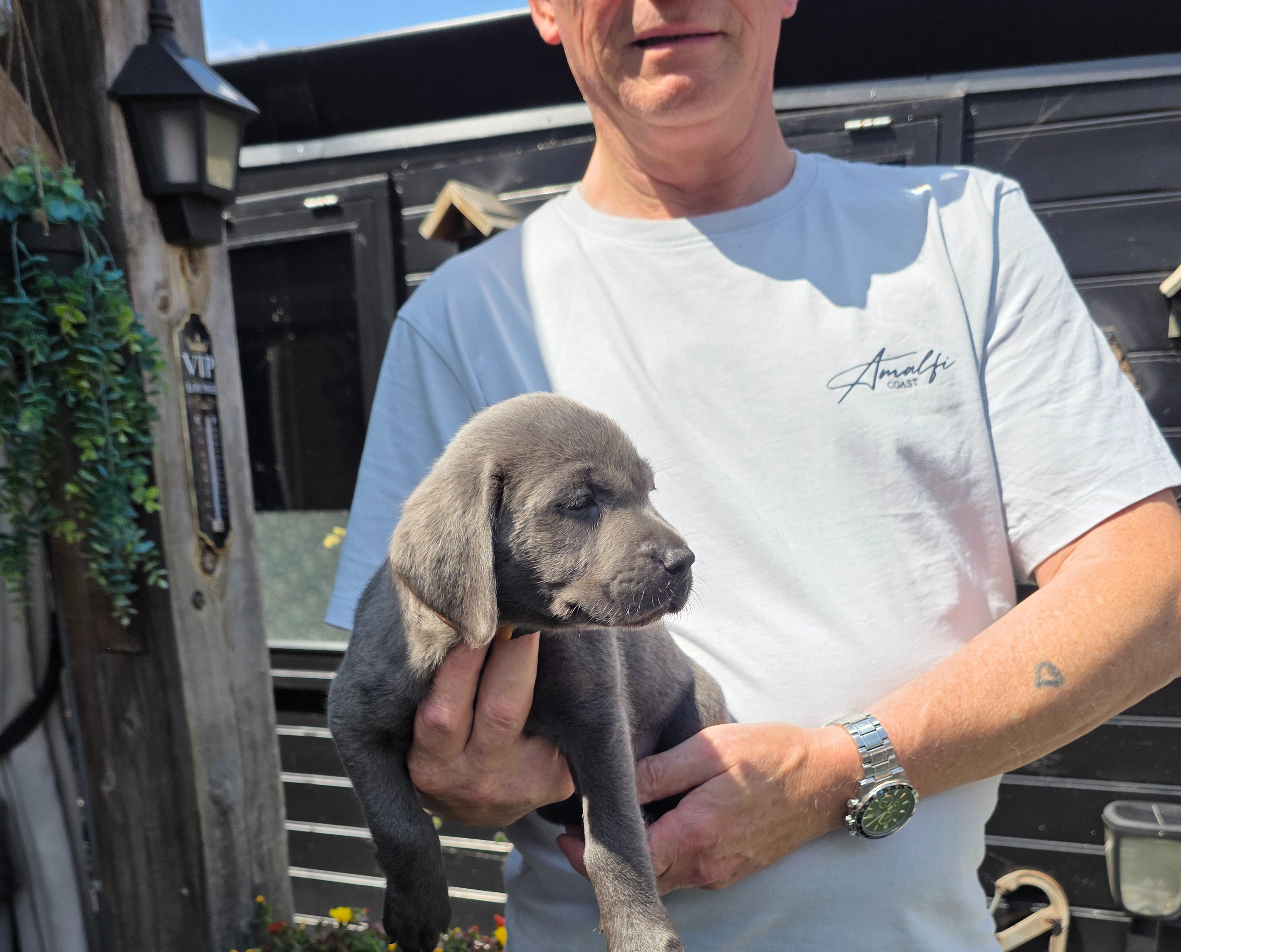 Labrador Retriever (niet-standaard kleur)