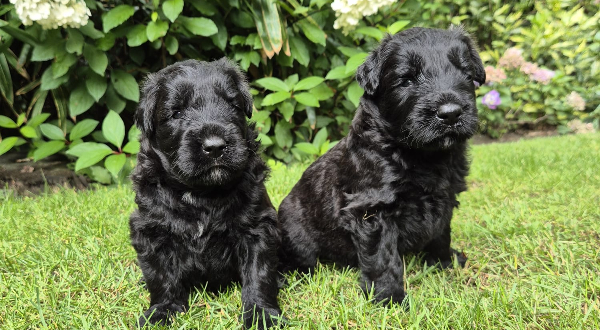 Bouvier des Flandres