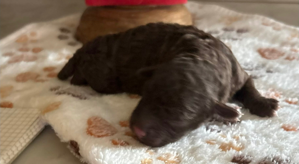 Lagotto Romagnolo