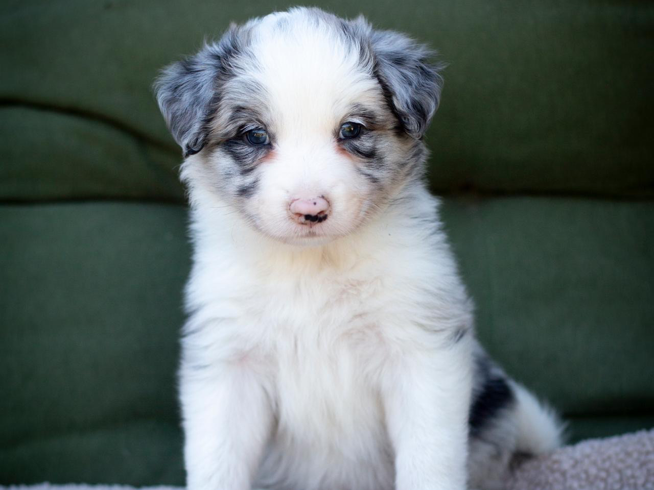 Border Collie