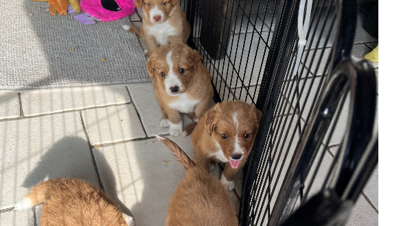 Nova Scotia Duck Tolling Retriever