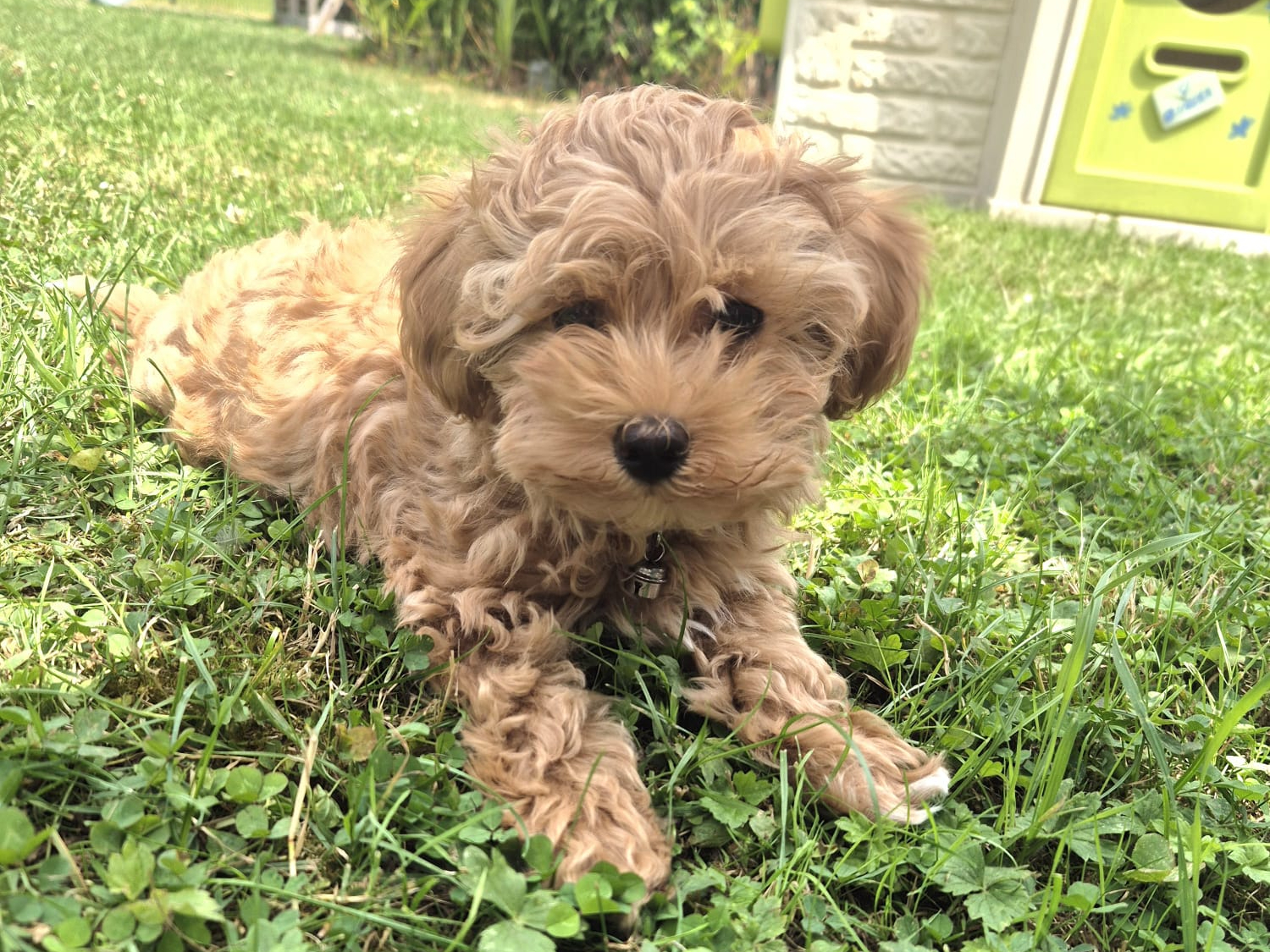 Maltipoo