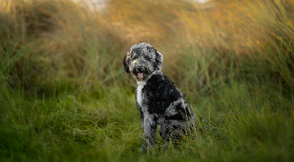 Bernedoodle