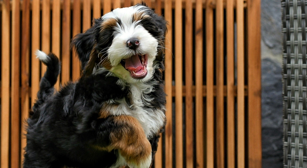Bernedoodle