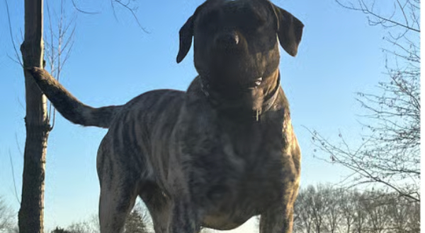 Presa Canario