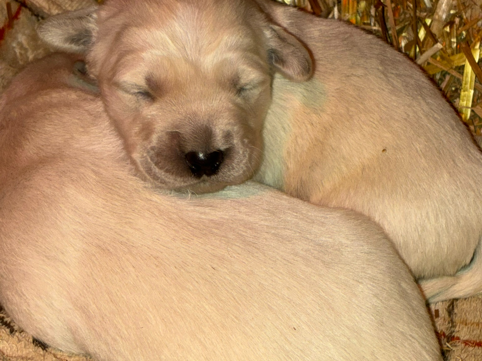 Golden Retriever